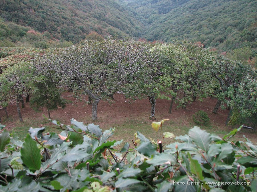 RoccoloAvesaGanda 073.jpg - Dalla finestrella del casello la vista spazia sul roccolo e sulla discendente valle del Rovaro,  oasi di verde priva di costruzioni